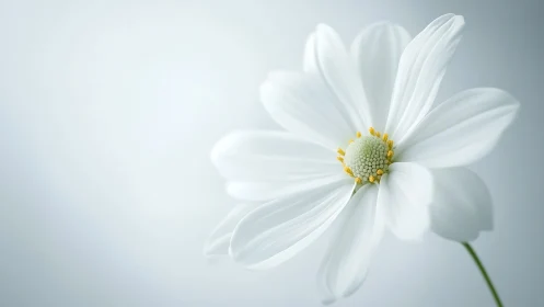 White cosmos flower with yellow center against soft diffused background