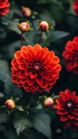 Red Dahlia Flower with Unopened Buds in Garden Setting
