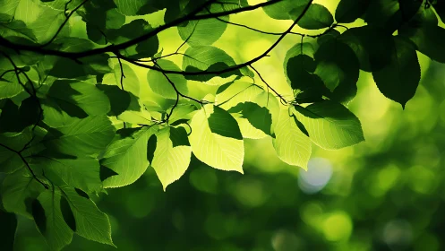 Sunlit Green Leaves with Soft Bokeh in Nature Photography Style.