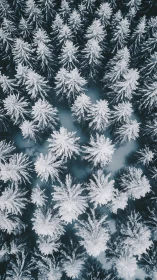 Top-down winter canopy reveals radial snow-laden conifer structure