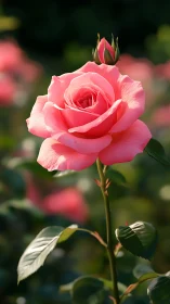 Pink rose bloom with bud, soft garden focus.