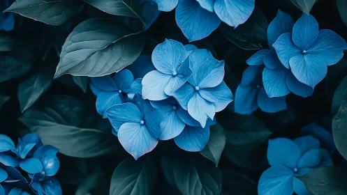 Blue Hydrangea Flowers with Dark Foliage.