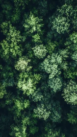 Verdant Canopy from Above: Nature's Patchwork.