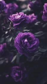 Velvet Petals Unfurled: Purple Roses in Moody Twilight.