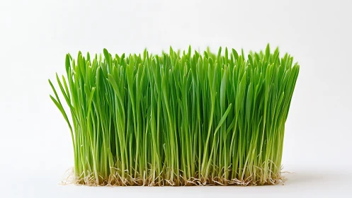 Fresh green wheatgrass stands tall in soft, bright light