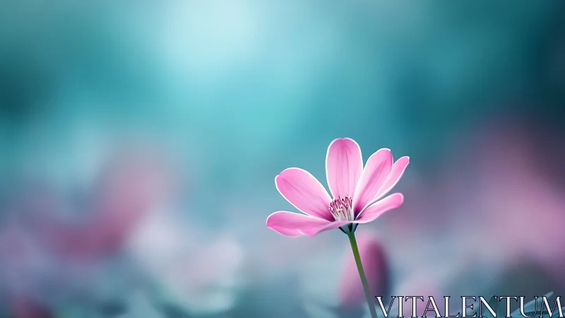 Solitary pink blossom quietly steals a dreamy morning sky