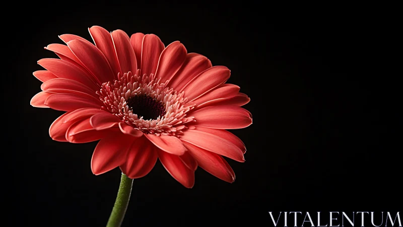 Vibrant Red Gerbera Daisy in Full Bloom Against Black.