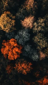 Autumn canopy captured in aerial view with high chroma contrast