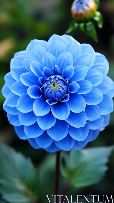 Vibrant Blue Dahlia Blooms with Layered Petals.