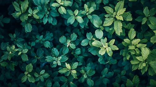 Top view of dense green foliage with varied leaf tones.
