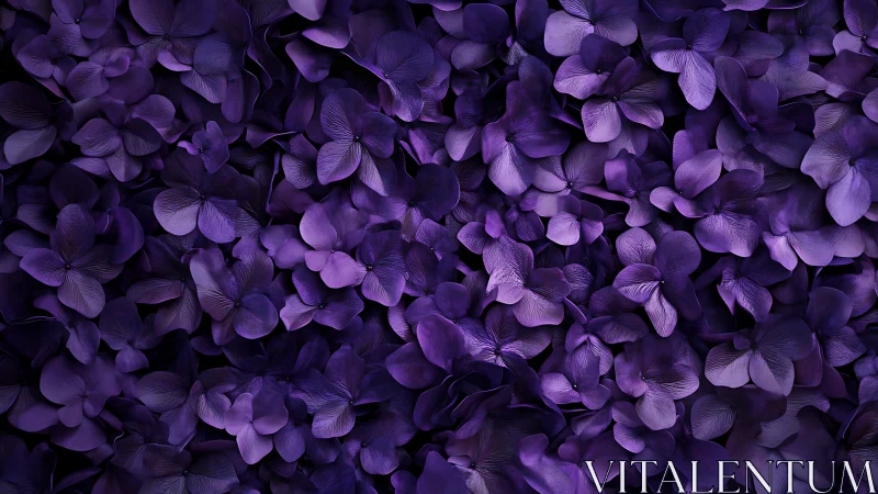 Purple Petals Against Black Background