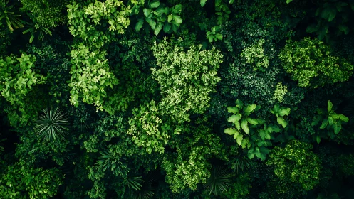 Nature's Lush Canopy: A Verdant Tapestry of Green.