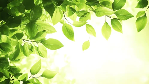 Sunlit green leaves forming bright natural background.