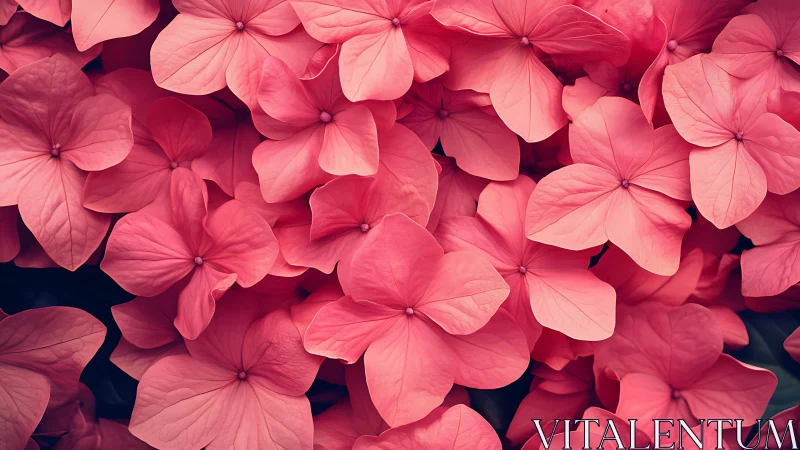 Hydrangea Inflorescence: Dense Pink Petal Composite Study.