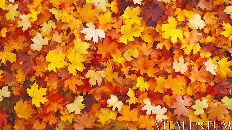Macro botanical field of overlapping autumn maple foliage.