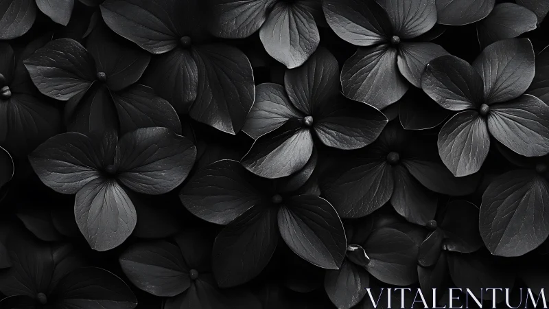 Black and White Hydrangea Flower Cluster Close Study