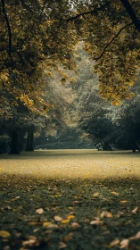 Golden autumn canopy framing a tranquil forest lawn.