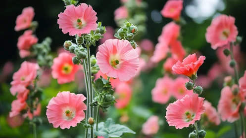 Pink Cosmos Bloom Celebration in Soft Garden Light.