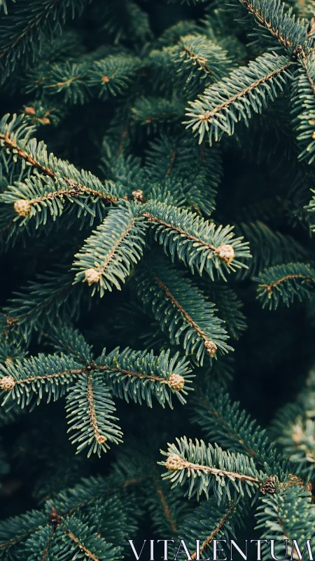 Evergreen needles quietly choreograph a forest&rsquo;s slow breathing