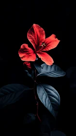 Vibrant Red Flower in Darkness. A Stunning Botanical Study.