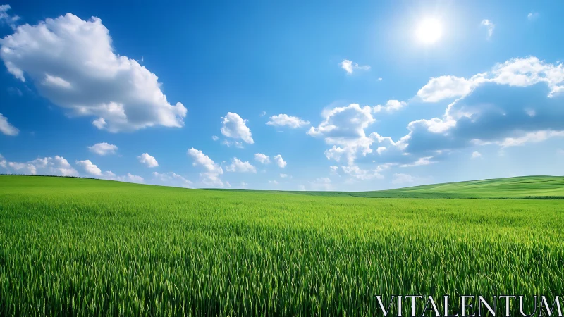 Photorealistic wide-angle grassland under high summer sun.