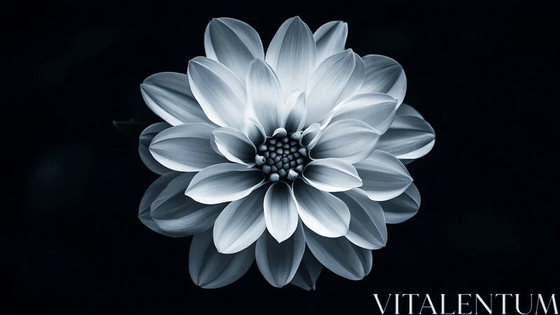 Monochrome Dahlia Bloom. Sculptural Petals Against Dark Background.