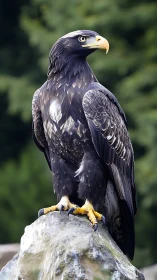 Raptorial eagle on rock with hyper-detailed feather topology.