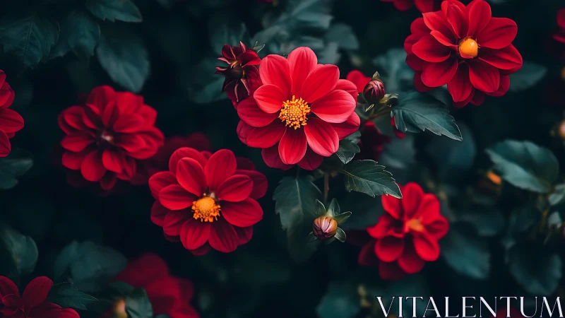 Red Dahlias with Golden Stamens Against Teal Foliage.