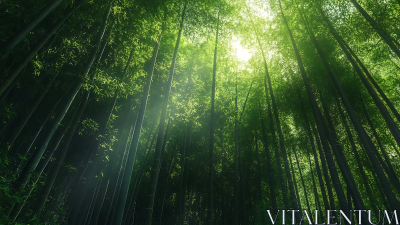 Bamboo Grove Canopy With Filtered Sunlight Streaming Through Vertical Stems