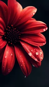 Vivid Red Gerbera Daisy with Water Droplets Against Black.