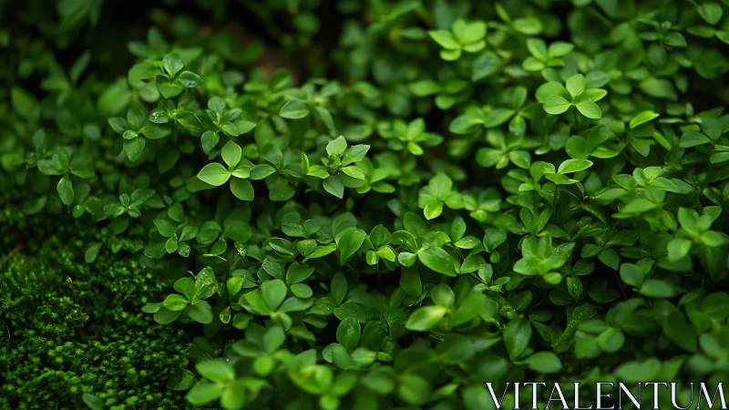 Dense green groundcover forms lush natural living carpet