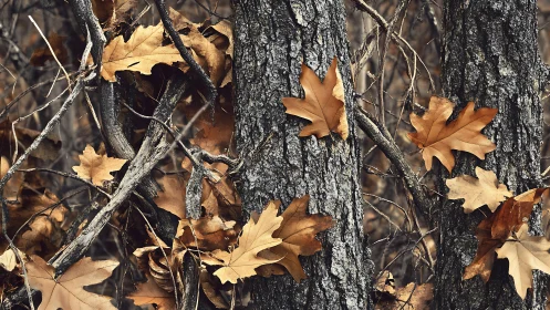 Autumn oak leaves adhere to textured tree bark in shallow focus