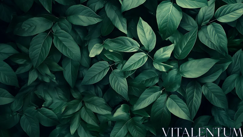 Dense green foliage canopy with soft directional low-key lighting