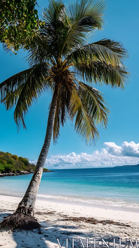 Coconut Palm on Sandy Beach with Turquoise Water.