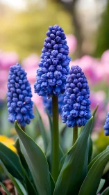 Vibrant Blue Grape Hyacinths Bloom in Spring Garden.