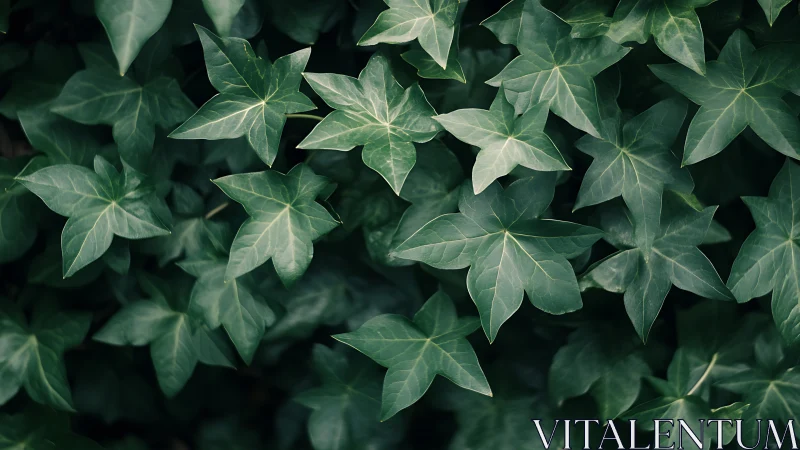 Ivy stars quietly assemble into a deep green constellation