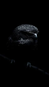 Owl on perch isolated in high-contrast low-key lighting