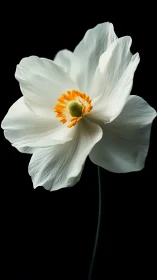 White Daffodil with Golden Stamens Against Dark Background.