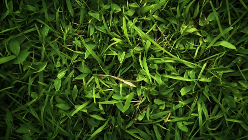 Sunlit green grass forms a fresh, textured natural carpet