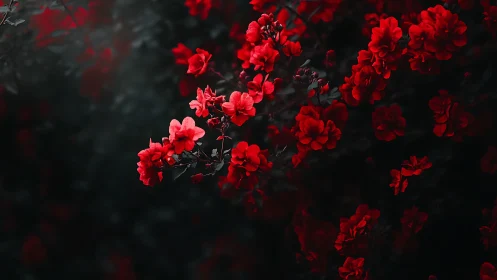 Red carnation blooms against dark foliage background