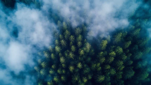 Aerial forest canopy view with dense conifer stand