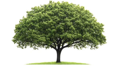 Majestic oak tree with lush green foliage on white background.