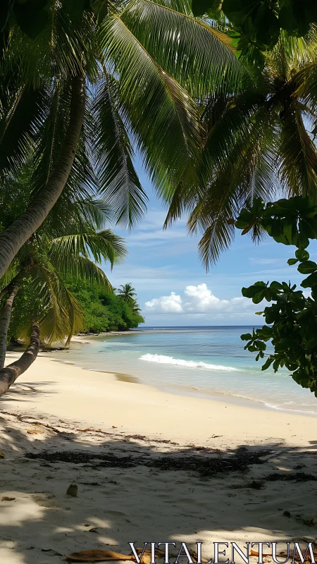 Tropical Beach Shoreline with Palm Canopy Above.