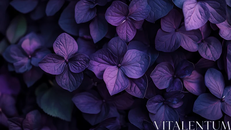 Purple hydrangea sepals in low-light botanical composition.