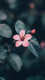 Pink five-petaled flower with shallow depth of field bokeh effect