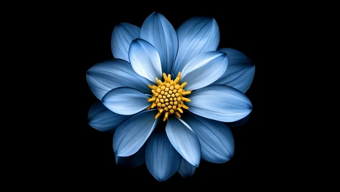 Blue Cosmos Flower with Golden Stamens Against Black Background.