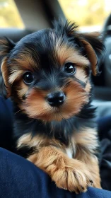 Yorkshire terrier puppy with bright eyes in a car seat.