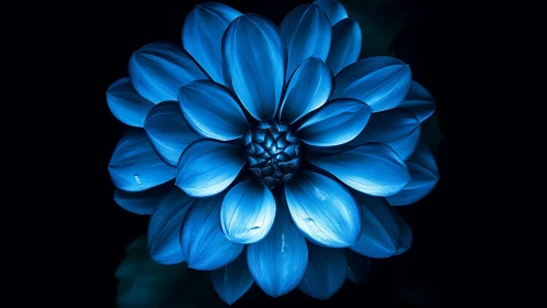 Luminous Midnight Bloom: Electric Petals Suspended in Shadow.
