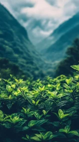 Valley of emerald leaves quietly drinks the mountain mist