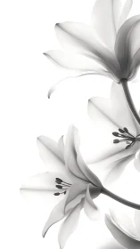 Translucent Lilies with Chiaroscuro Stamen Structure.